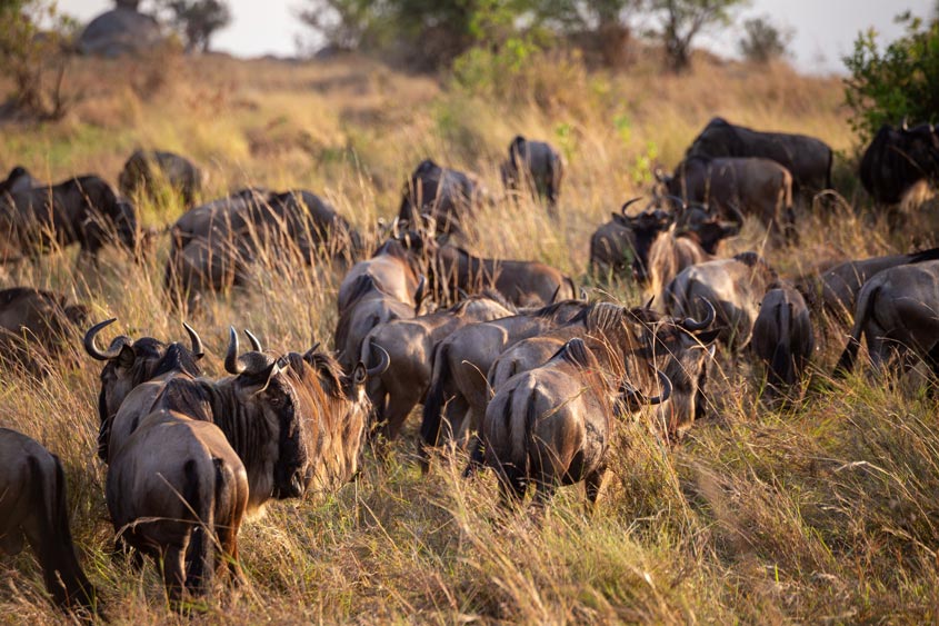 Gran migración en Kenia